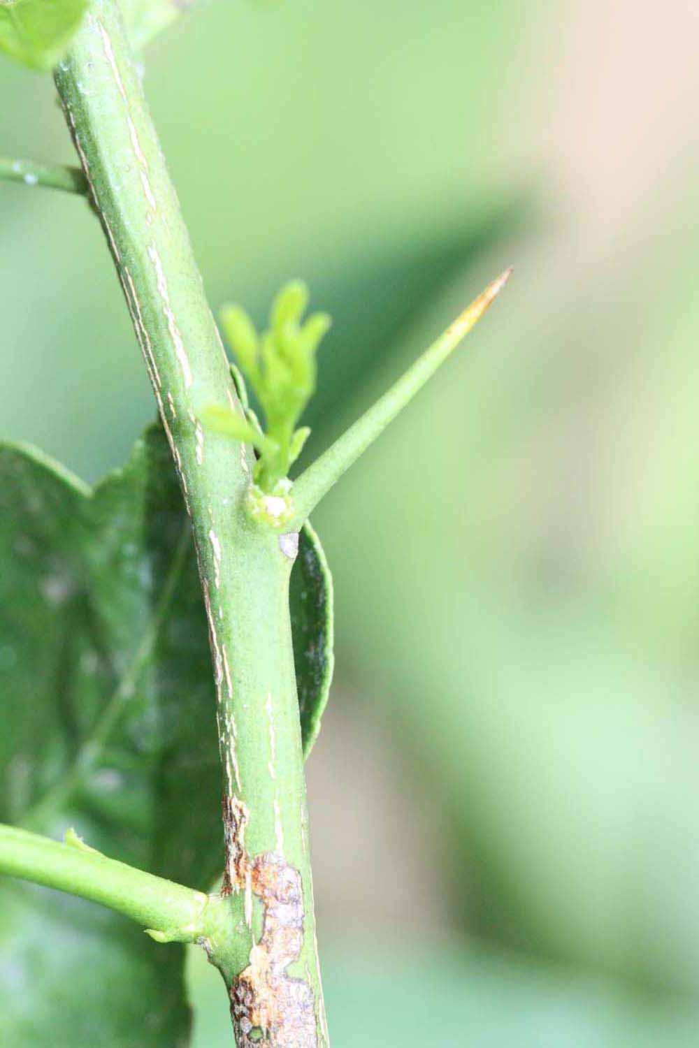            First year twig (Riverside, CA)   